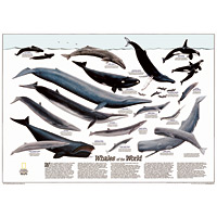 Whales of the World Wall Map