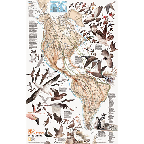 bird migration information bird migration information