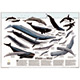Whales of the World Wall Map