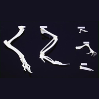 Front Limb Comparison Set
