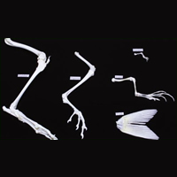 Hind Limb Comparison Set