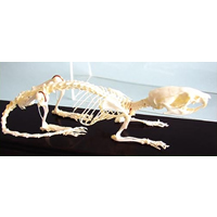 Rat