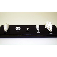 Skull Comparison Set