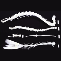 Spinal Column Comparison Set