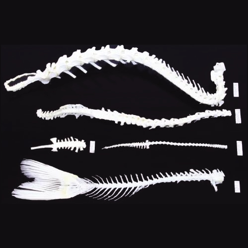 Fish Skeleton (Carassius Images Of Fish Skeletons. Fish Skeleton (Carassius