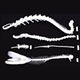 Spinal Column Comparison Set